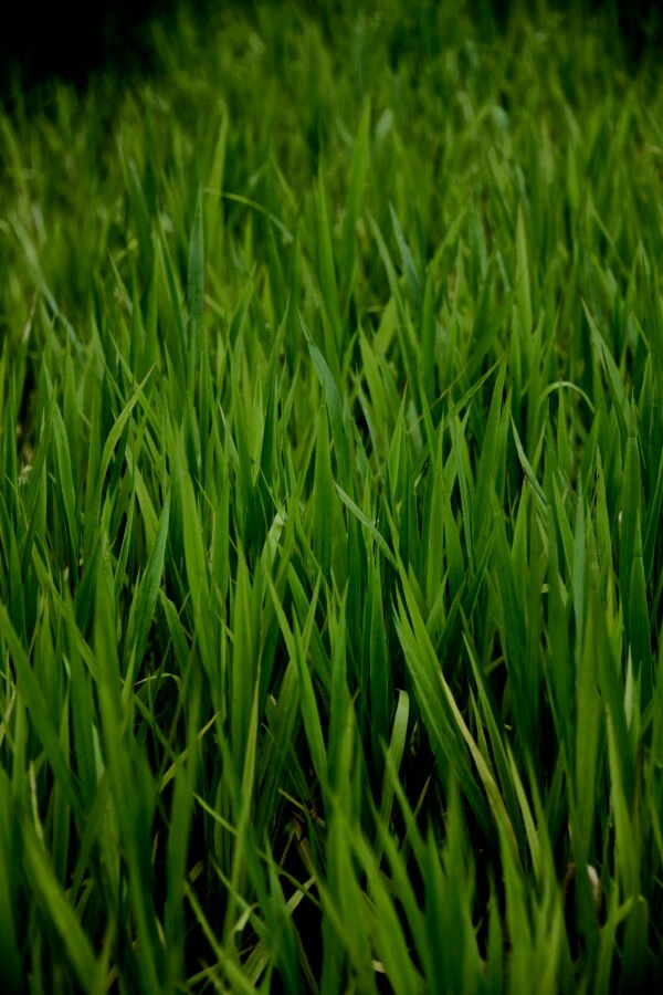 Campo