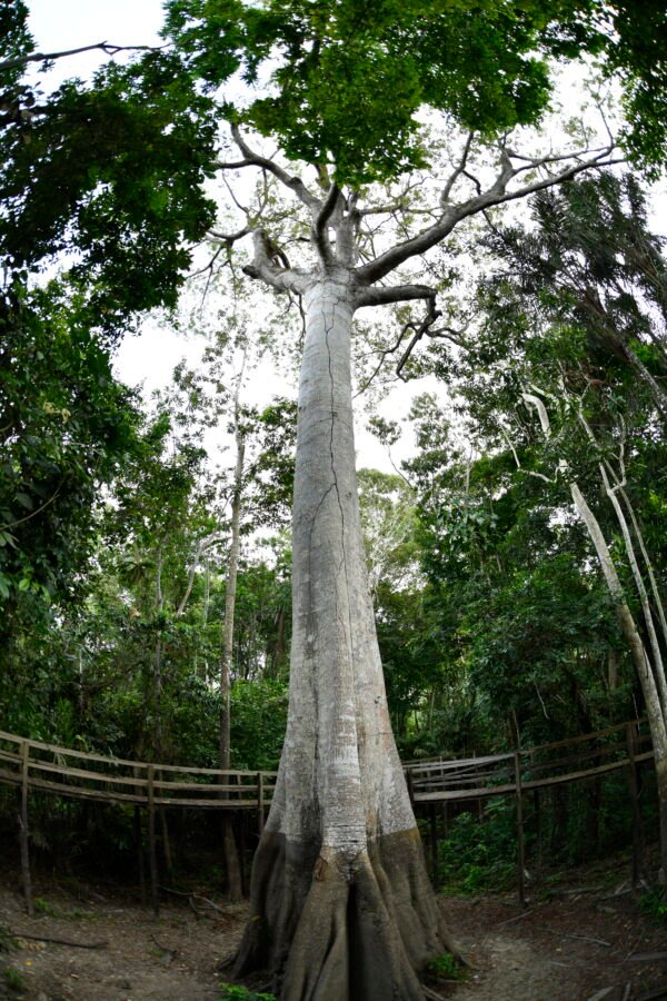 Arvore Amazônica