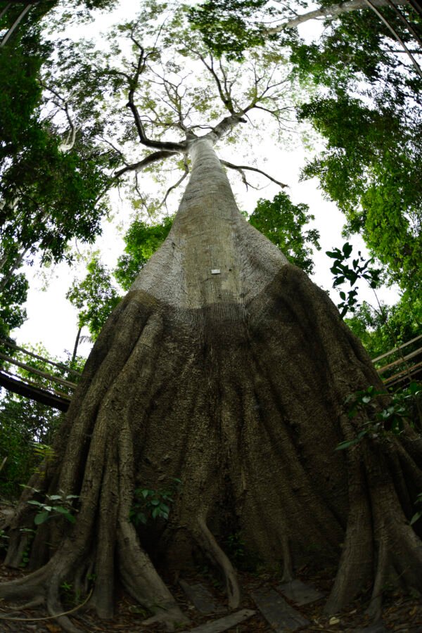 Natureza
