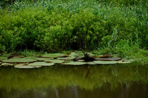 Flora Amazônica