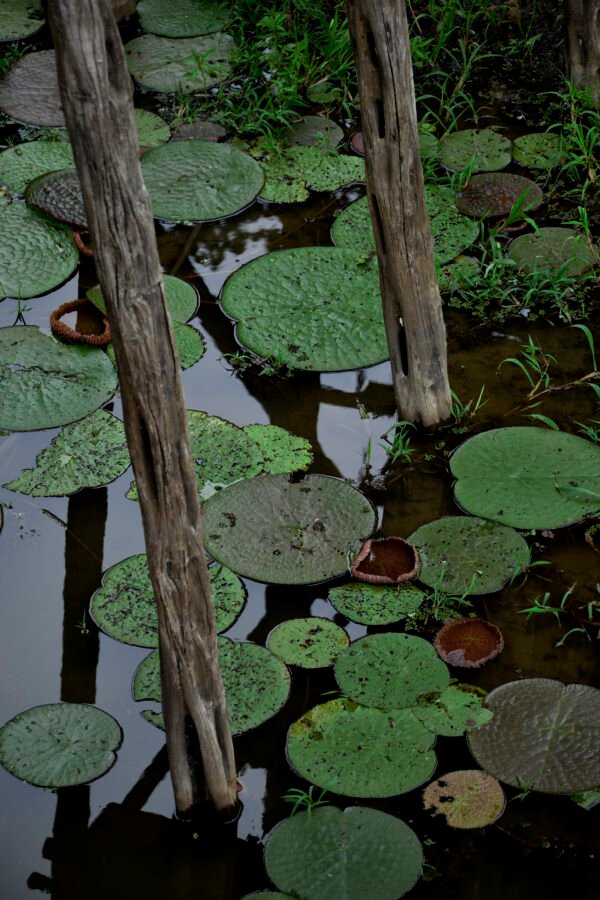 Flora Amazônica