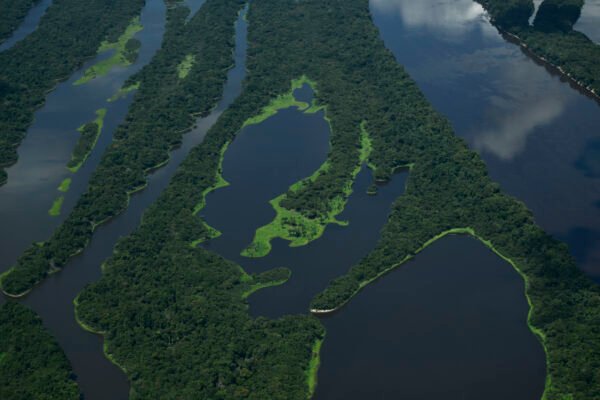 Flora Amazônica