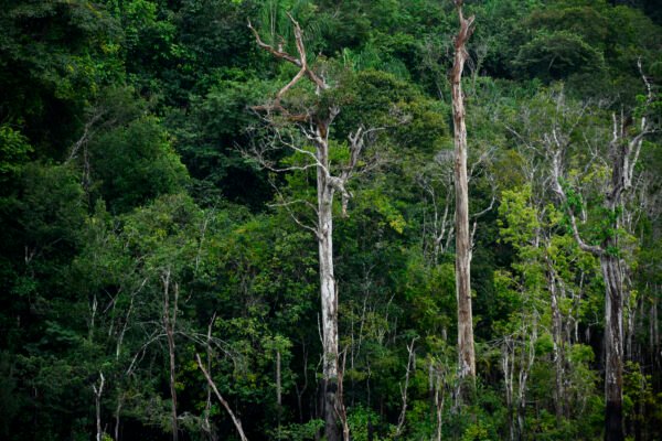 Flora Amazônica