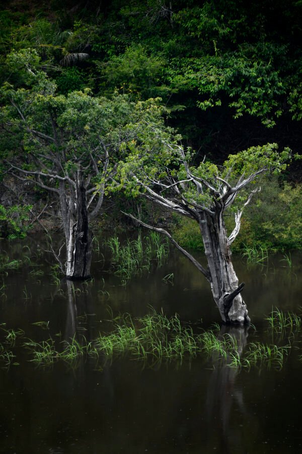 Flora Amazônica