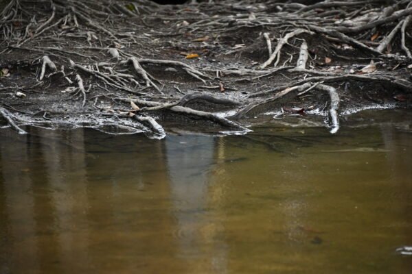 Natureza