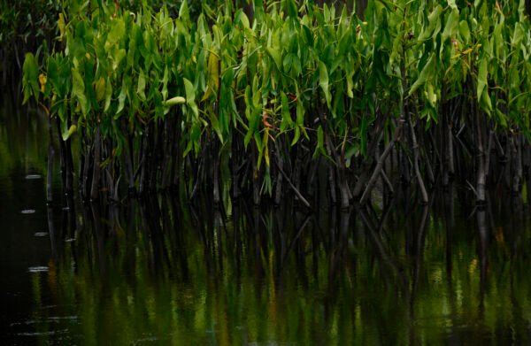Flora Amazônica