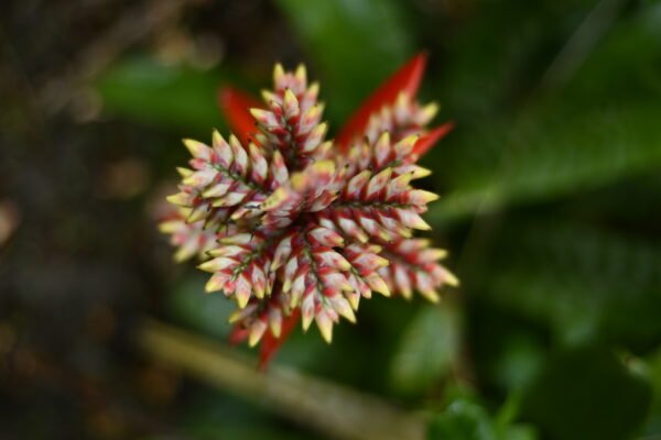 Flora Amazônica