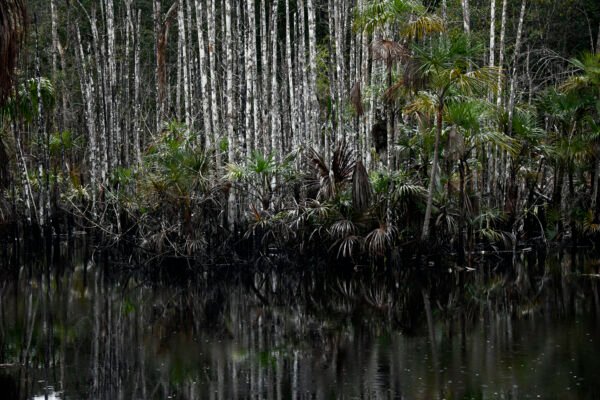 Flora Amazônica