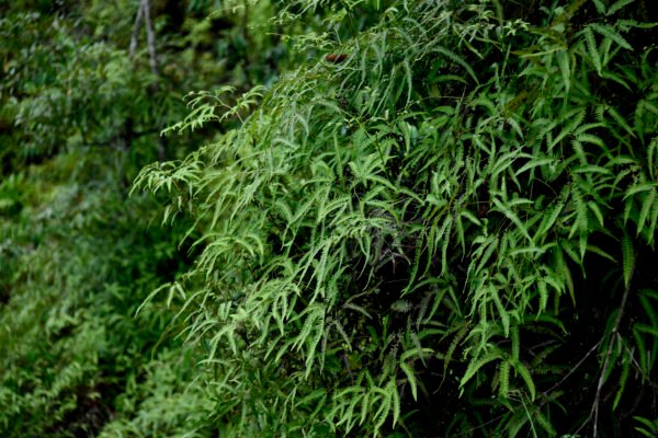 Flora Amazônica
