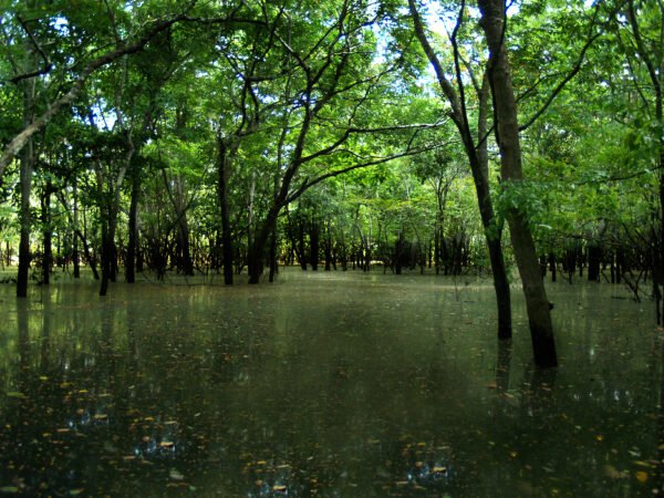 Natureza