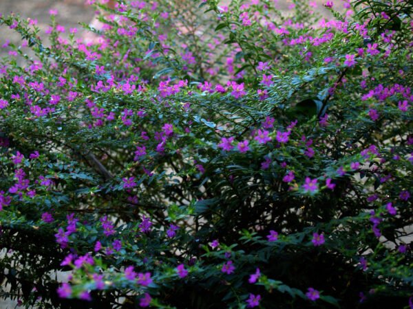 Natureza