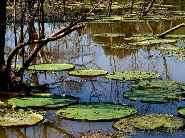 Natureza